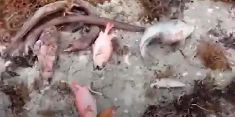 Academia de Ciencias dice barcaza instalada en Azua está en área protegida, condena muerte de peces Al celebrarse este 5 de junio el Día Mundial del Medio Ambiente