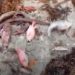 Academia de Ciencias dice barcaza instalada en Azua está en área protegida, condena muerte de peces Al celebrarse este 5 de junio el Día Mundial del Medio Ambiente