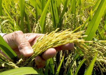 ¿Por qué en la República Dominicana aumenta tanto la productividad? (1 de 3)