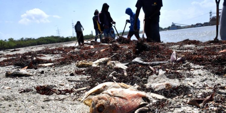 Academia de Ciencias y empresa que opera barcazas abogan por que se aclare muerte de peces en Azua